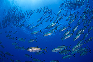 Diving the Socorro Islands