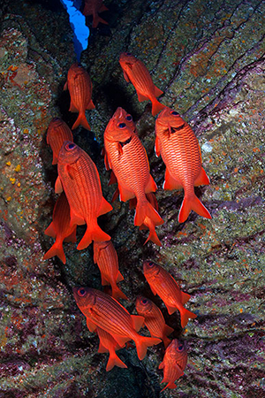 Diving the Socorro Islands