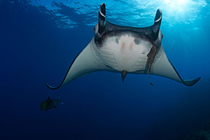 Diving the Socorro Islands