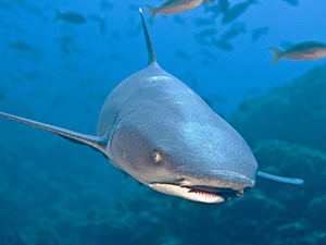 Diving the Socorro Islands