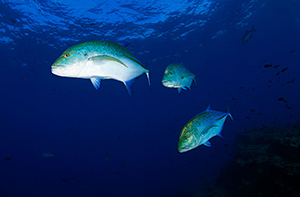 Diving the Socorro Islands