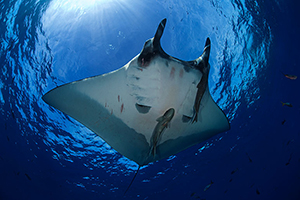 Diving the Socorro Islands