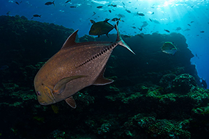 Diving the Socorro Islands