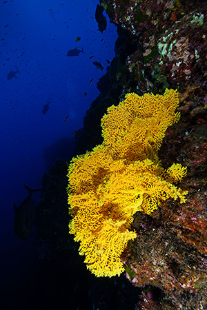 Diving the Socorro Islands