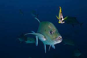 Diving the Socorro Islands