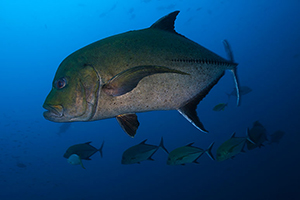 Diving the Socorro Islands