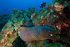 Diving the Socorro Islands