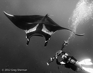 Diving the Socorro Islands