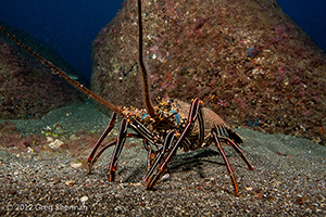 Diving the Socorro Islands