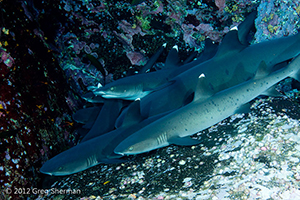 Diving the Socorro Islands