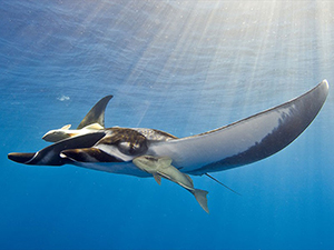 Diving the Socorro Islands