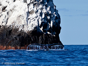 Diving the Socorro Islands