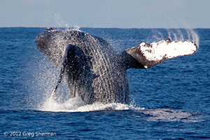 Diving the Socorro Islands