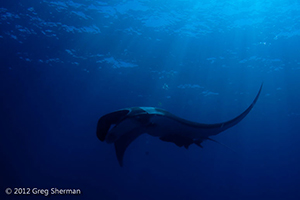 Diving the Socorro Islands