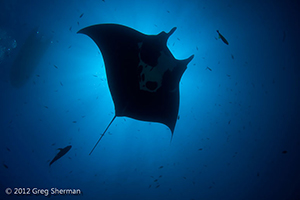 Diving the Socorro Islands