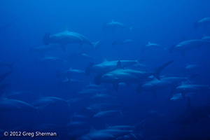 Diving the Socorro Islands