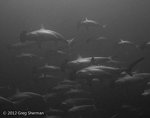 Diving the Socorro Islands