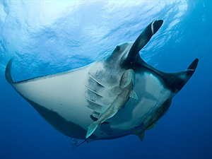 Diving the Socorro Islands