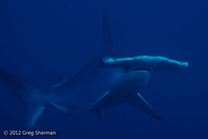 Diving the Socorro Islands