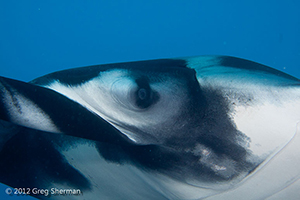 Diving the Socorro Islands