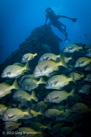 Diving the Socorro Islands