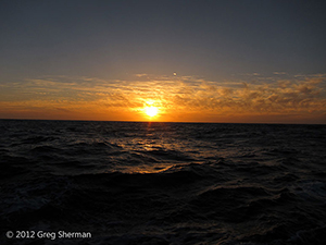 Diving the Socorro Islands