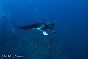 Diving the Socorro Islands