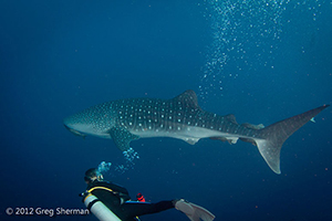 Diving the Socorro Islands