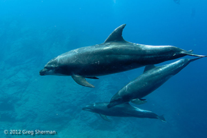 Diving the Socorro Islands