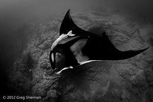 Diving the Socorro Islands