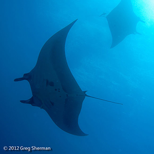 Diving the Socorro Islands