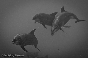 Diving the Socorro Islands