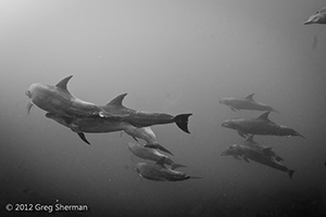 Diving the Socorro Islands