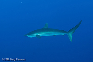 Diving the Socorro Islands