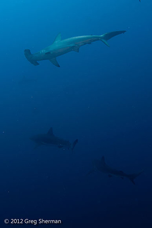 Diving the Socorro Islands