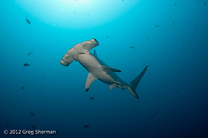 Diving the Socorro Islands