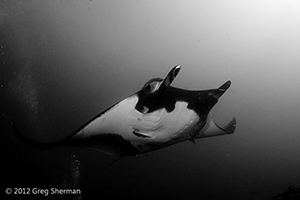 Diving the Socorro Islands