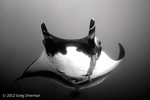 Diving the Socorro Islands