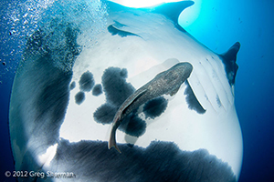 Diving the Socorro Islands