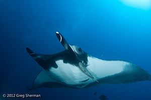 Diving the Socorro Islands