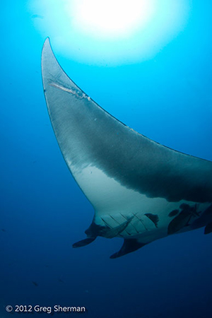 Diving the Socorro Islands