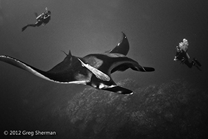 Diving the Socorro Islands