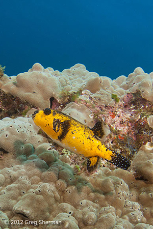 Diving the Socorro Islands