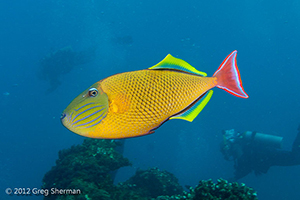 Diving the Socorro Islands