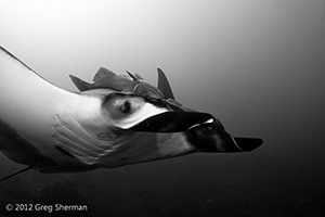 Diving the Socorro Islands