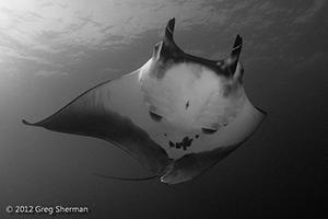 Diving the Socorro Islands