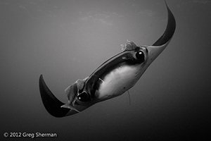 Diving the Socorro Islands