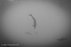 Diving the Socorro Islands