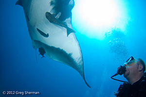 Diving the Socorro Islands