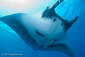 Diving the Socorro Islands